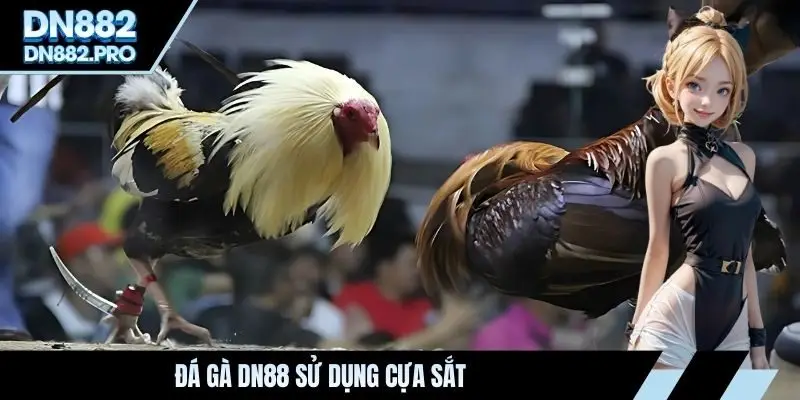 Đá gà DN88 sử dụng cựa sắt